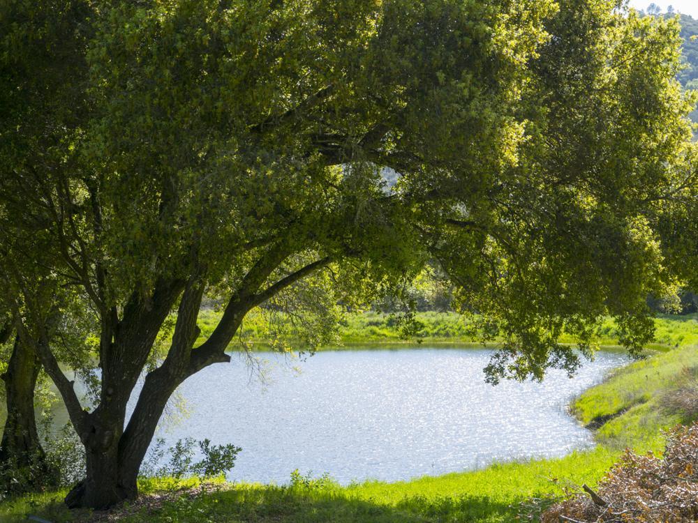 Bed and Breakfast Rustridge Ranch&Winery St. Helena Exterior foto