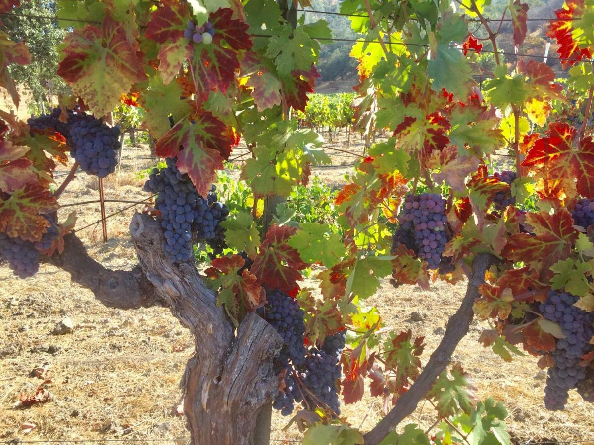 Bed and Breakfast Rustridge Ranch&Winery St. Helena Exterior foto