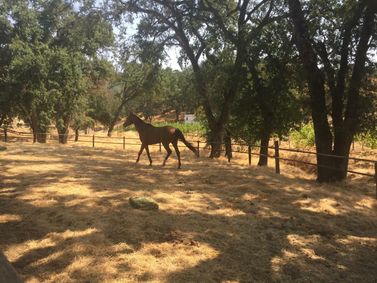 Bed and Breakfast Rustridge Ranch&Winery St. Helena Exterior foto